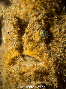 Frogfish face by Beate Seiler 